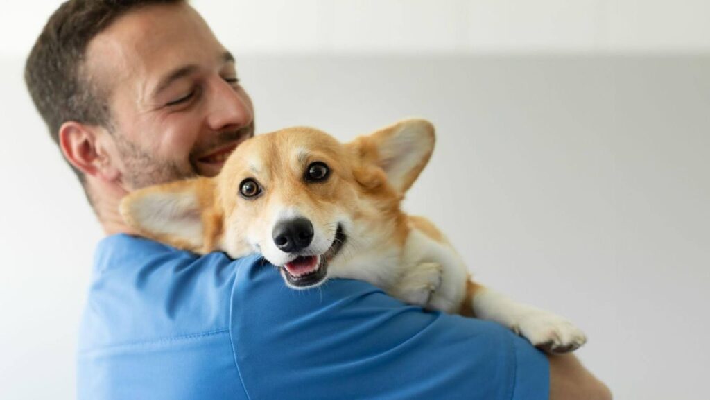 Vet holding an ESA corgi.